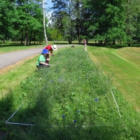 Observation of the flowering strips: 1 year after founding