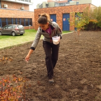 Autumnal sowing of the seed mixture (Biology centre)