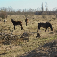 Grazing Exmoor horses in former military area Milovice