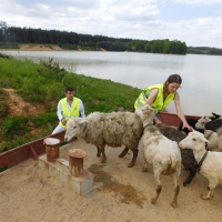 Experimental grazing on sand-gravel pit.