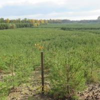 Monotonous rows of pine trees: forestry-driven reclamation