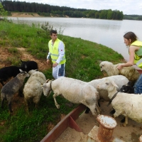 Sheep being transported to the island by an tugboat.