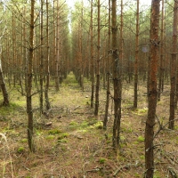 Stráž nad Nežárkou: forestry-driven reclamation