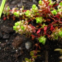 Illecebrum verticillatum: mined peatbogs as a substitute biotope