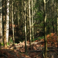 Forestry-driven reclamation of a peat bog