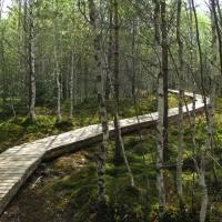 Nature trail on a revitalized peat bog