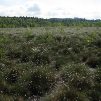 Revitalized peat bog Soumarský most