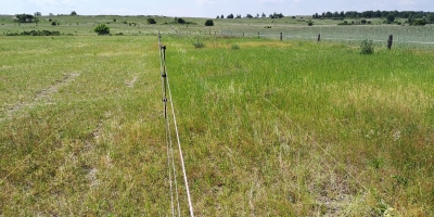 Grazed (left) and ungrazed (right) plots in the former arable field
