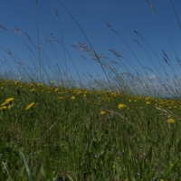 Meadow in White Carpathians - 10 years after restoration (close-up)