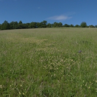 Meadow in White Carpathians - 10 years after restoration