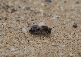 Andrena sp