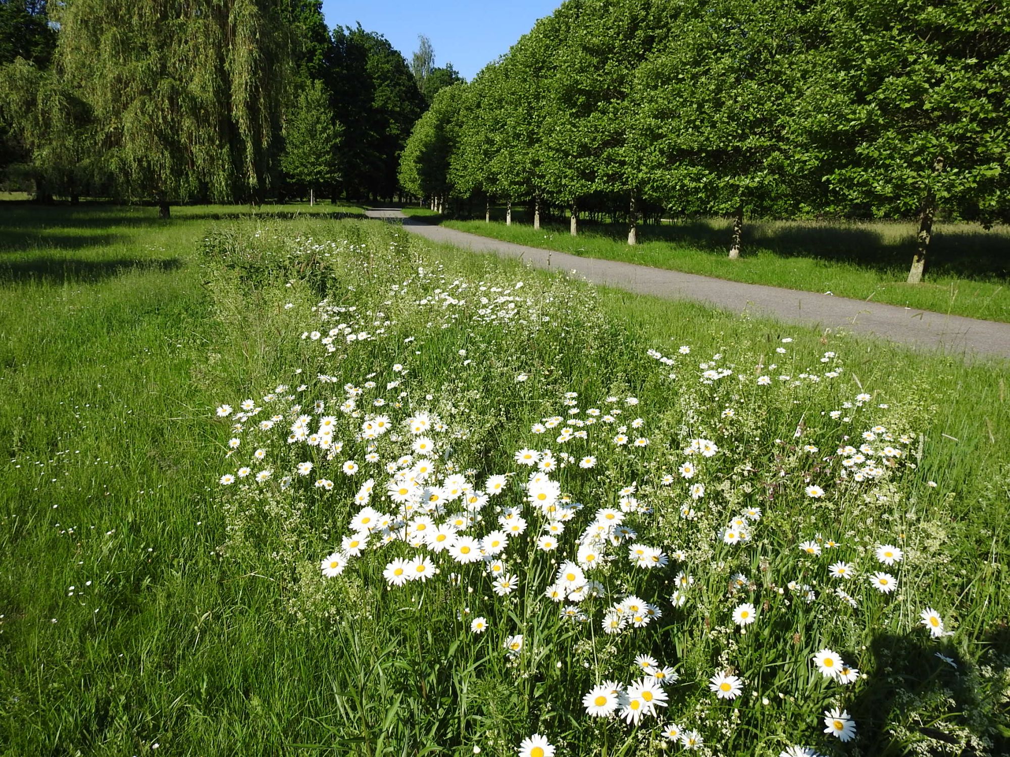 Květnaté pásy - 3.rok, Stromovka