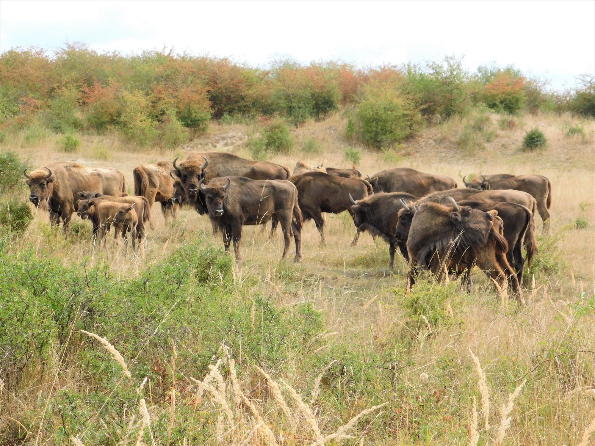 Grazing of large herbivores - Restoration Ecology Group