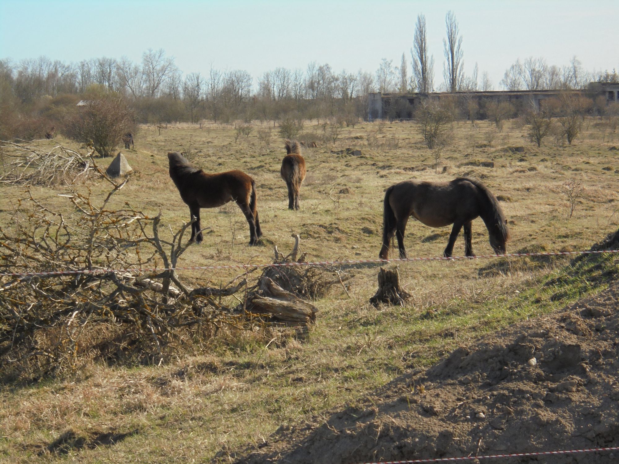 Grazing of large herbivores - Restoration Ecology Group