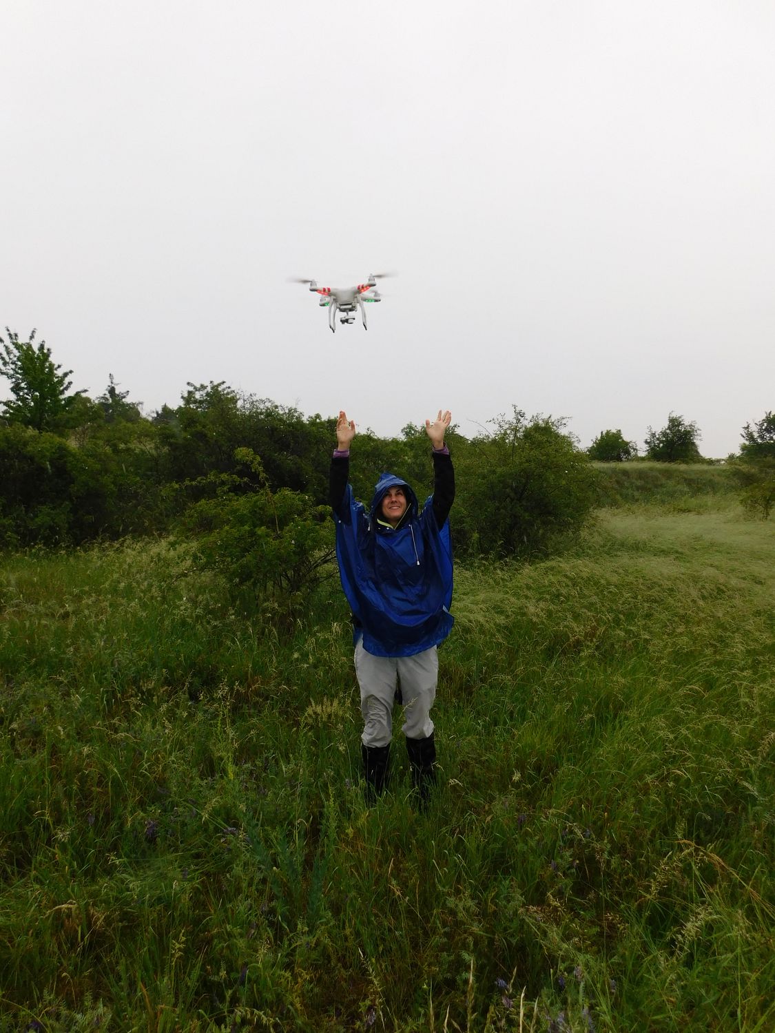 Grazing of large herbivores - Restoration Ecology Group