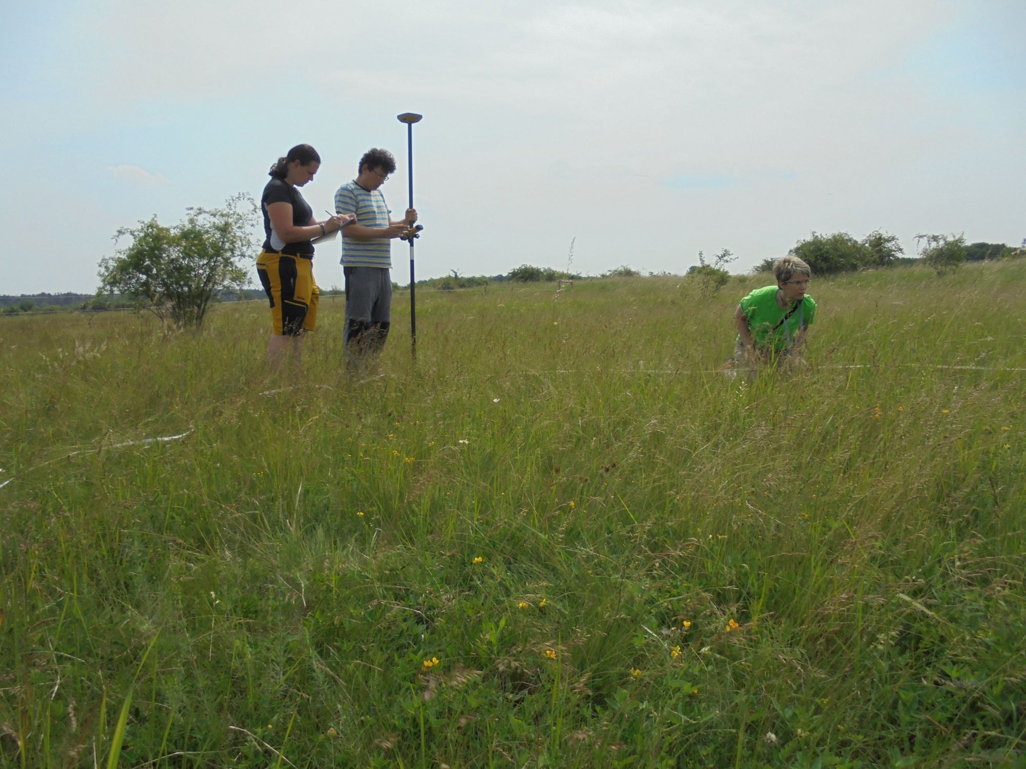 Grazing of large herbivores - Restoration Ecology Group